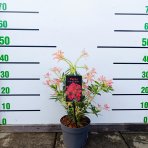 Pieris japonský (Pieris japonica) ´FLAMING SILVER´ - výška 30-40 cm, kont. C2L